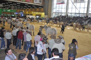 El Cebú en Agroexpo