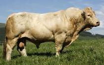 4_bp_blogspot_com_-qh_bPf7P7E0_T392FckkNUI_AAAAAAAAACI_qDQaEobe8Co_s1600_Charolais