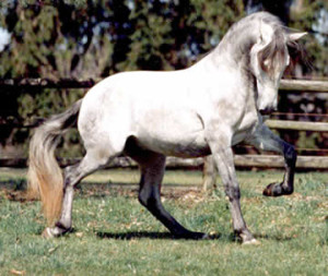 caballo lusitano