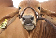 Agroexpo 2015