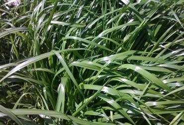 Ryegrass