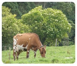 Agroexpo