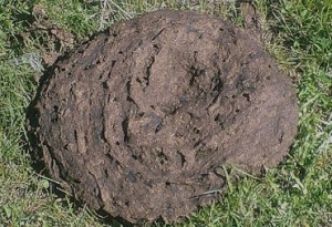 Bostas bovinas