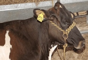 Novillo