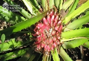 La Pinuela