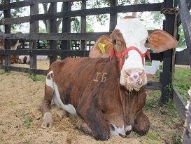 Rabia Silvestre en Caqueta