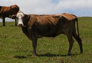 Veranos prolongados