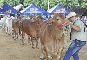 Feria Ganadera de Valledupar