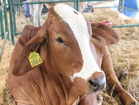 nuevas medidas sanitarias