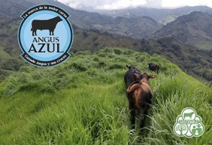 Angus Azul Angus Azul