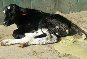 Diarrea neonatal bovina