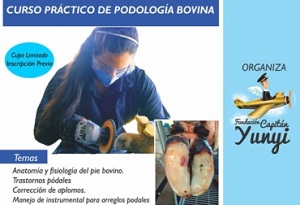 Podología bovina