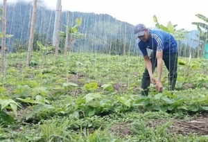Ley de insumos agropecuarios