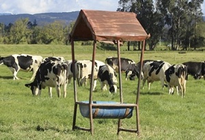 Saladero