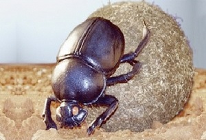 Escarabajos estercoleros