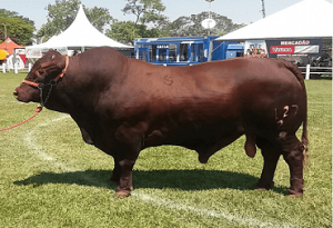 Ganado Santa Gertrudis