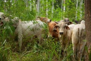Diplomado en ganadería sostenible
