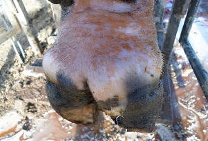 Pododermatitis bovina