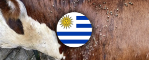 Garrapata común