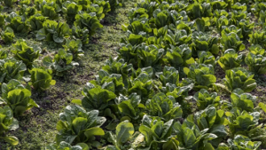 Agricultura regenerativa