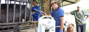 Ecografía bovina