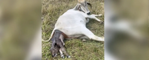 Natalidad bovina