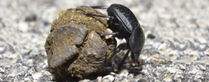 Escarabajos estercoleros