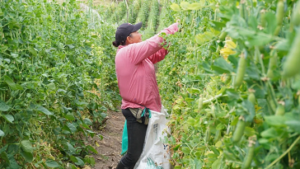 Finagro