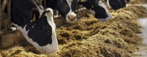 Alimentación de vacas