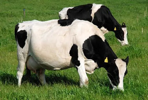 Preñez bovina
