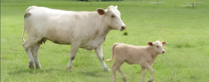 Charolais