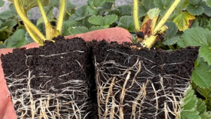 Preparación del suelo