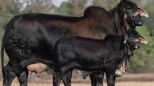 Brahman negro