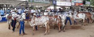 Feria Nacional de la Ganadería
