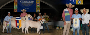 Ganado Charolais