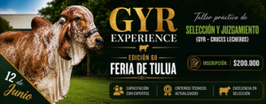 Gyr Experience