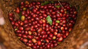 Cáscara de café
