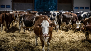 Estrés en animales de granja