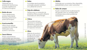 Escasez de pasto