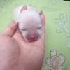 Hermosos chihuahuas cabeza de manzana pelo corto  Imagen