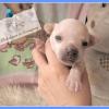 Hermosos chihuahuas cabeza de manzana pelo corto  Imagen