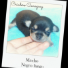 Hermosos chihuahuas cabeza de manzana pelo corto  Imagen