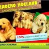 ESTUPENDOS CACHORROS GOLDEN  CRIADERO HOCLAND LIDER EN SANIDAD Y PROFESIONALIDAD Imagen