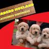 ESTUPENDOS CACHORROS GOLDEN  CRIADERO HOCLAND LIDER EN SANIDAD Y PROFESIONALIDAD Imagen