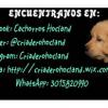 ESTUPENDOS CACHORROS GOLDEN  CRIADERO HOCLAND LIDER EN SANIDAD Y PROFESIONALIDAD Imagen