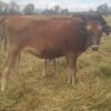 Vendo Excelente lote de terneras edades desde 4 meses hasta los 12 meses Imagen