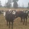 Vendo Excelente lote de terneras edades desde 4 meses hasta los 12 meses Imagen