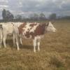 Vendo Excelente lote de terneras edades desde 4 meses hasta los 12 meses Imagen