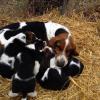 ESPLENDIDOS CACHORROS BASSET HOUND, CERTIFICADOS EN RAZA Y SALUD. Imagen