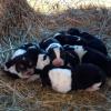 ESPLENDIDOS CACHORROS BASSET HOUND, CERTIFICADOS EN RAZA Y SALUD. Imagen
